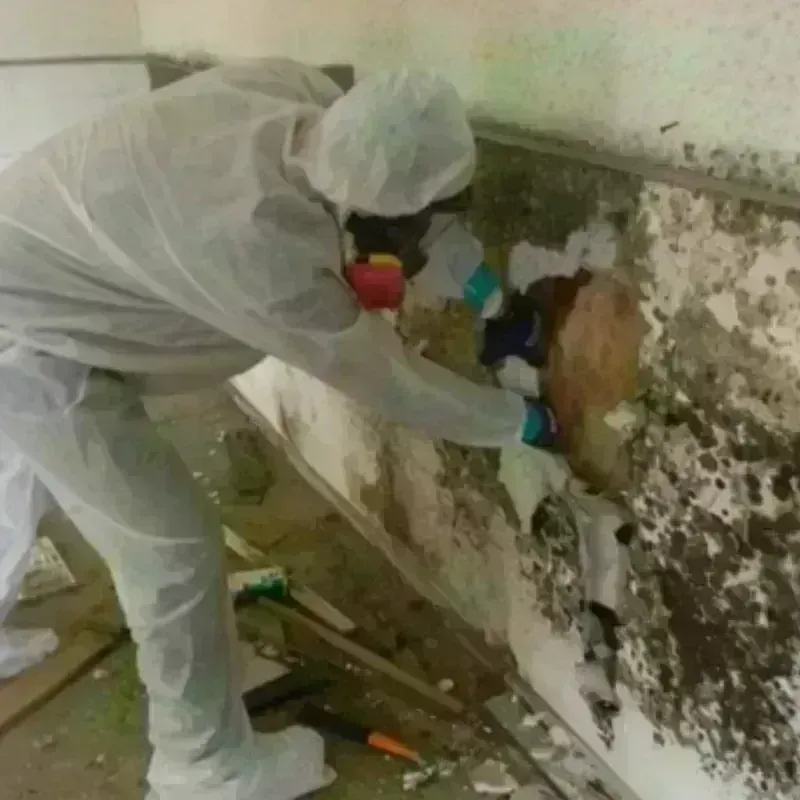 Mold Remediation and Removal in Splendora, TX